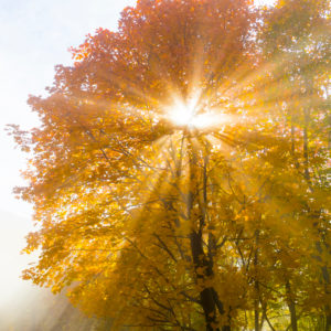 Sycamore, Acer pseudoplatanus, plant in autumn backlit by the sun Sycamore, Acer pseudoplatanus, plant in autumn backlit by the sun